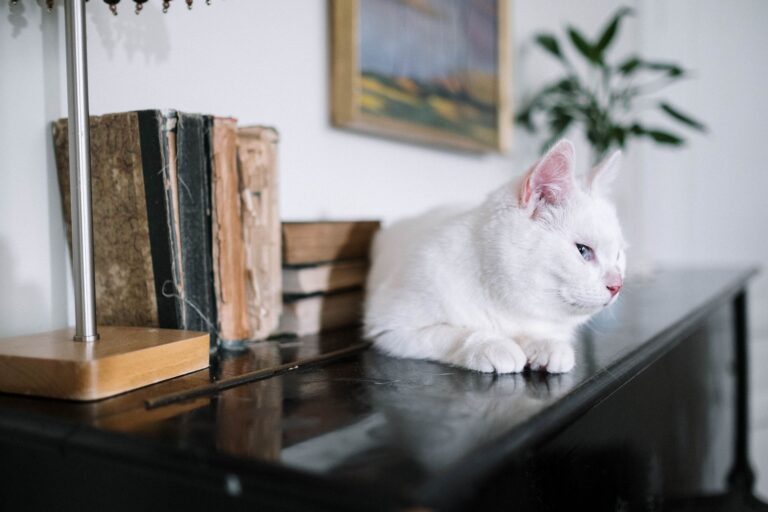 katte indretning